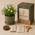 🌼 Chamomile