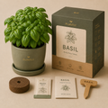 🌿 Basilio